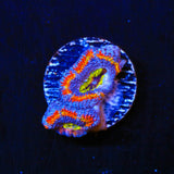 Rainbow Acan Coral