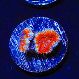 Rainbow Acan Coral