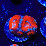 Rainbow Acan Coral
