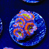Rainbow Acan Coral