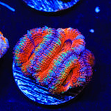 Rainbow Acan Coral