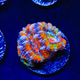 Rainbow Acan Coral