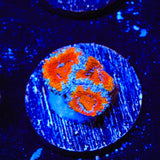 Rainbow Acan Coral