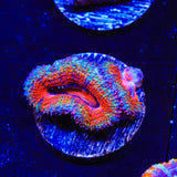 Rainbow Acan Coral