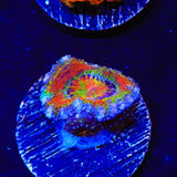 Rainbow Acan Coral