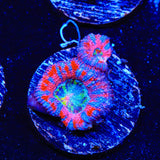 Rainbow Acan Coral
