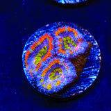 Rainbow Acan Coral