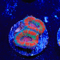Rainbow Acan Coral
