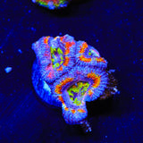Rainbow Acan Coral