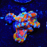 Rainbow Acan Coral