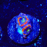 Rainbow Acan Coral