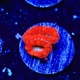 Rainbow Acan Coral