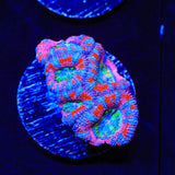 Rainbow Acan Coral