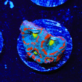 Rainbow Acan Coral