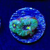 Rainbow Acan Coral