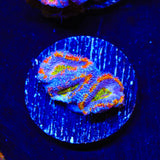 Rainbow Acan Coral