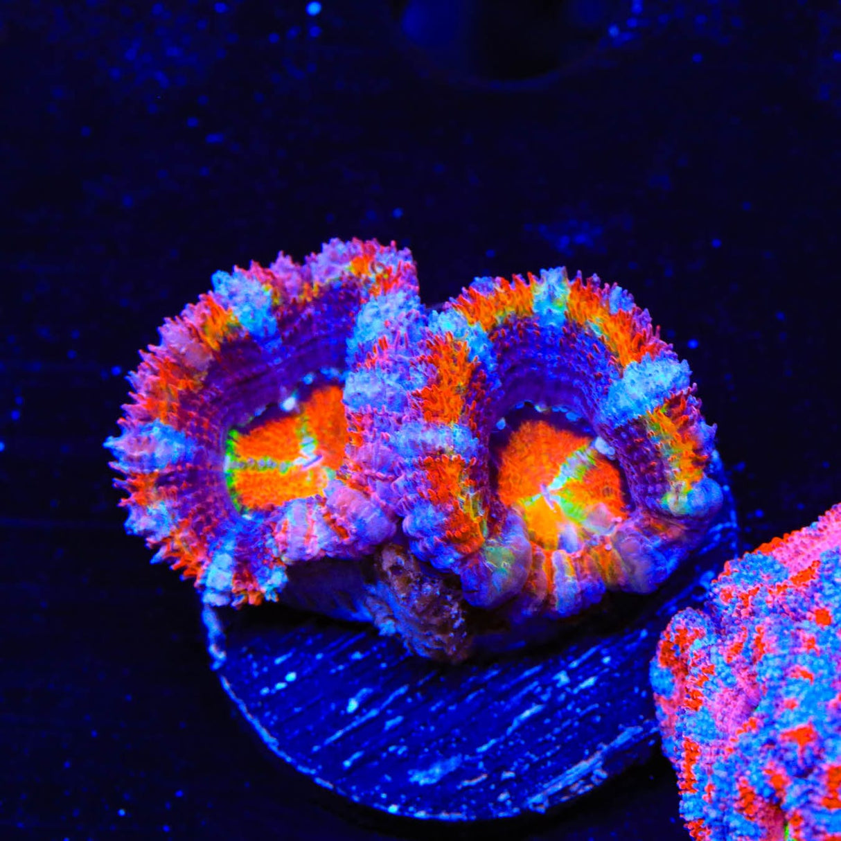 Rainbow Acan Coral