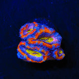 Rainbow Acan Coral
