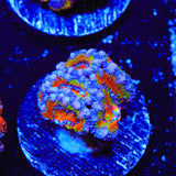 Rainbow Acan Coral