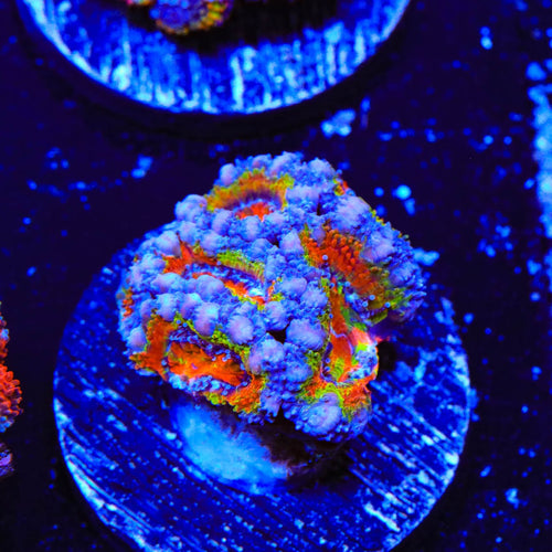 Rainbow Acan Coral
