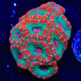 Rainbow Acan Coral