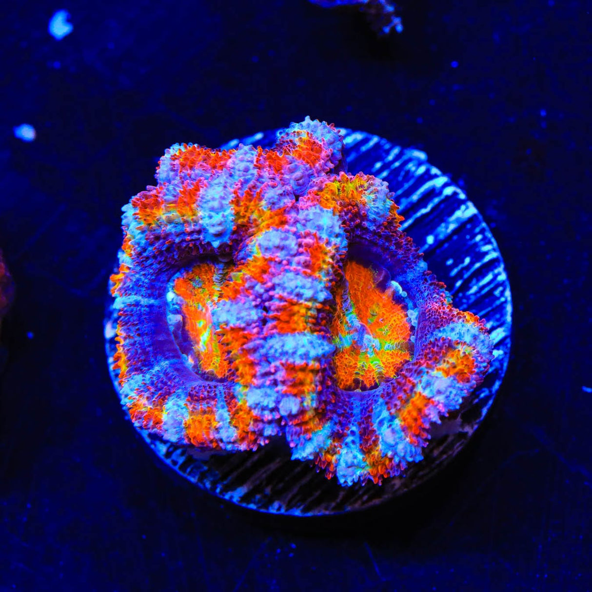 Rainbow Acan Coral