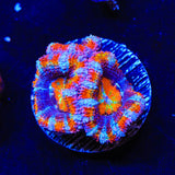 Rainbow Acan Coral