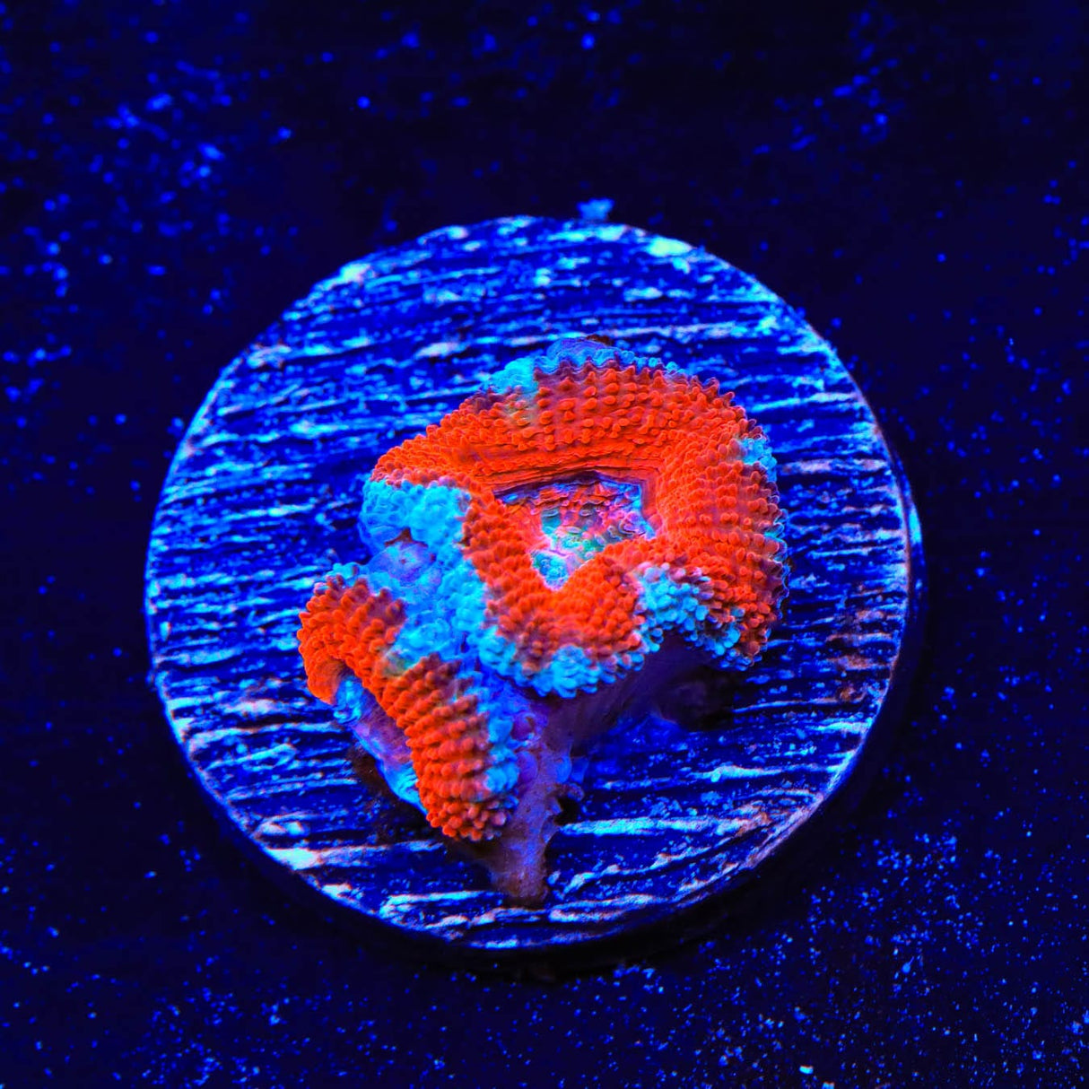 Rainbow Acan Coral