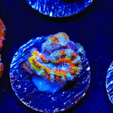Rainbow Acan Coral