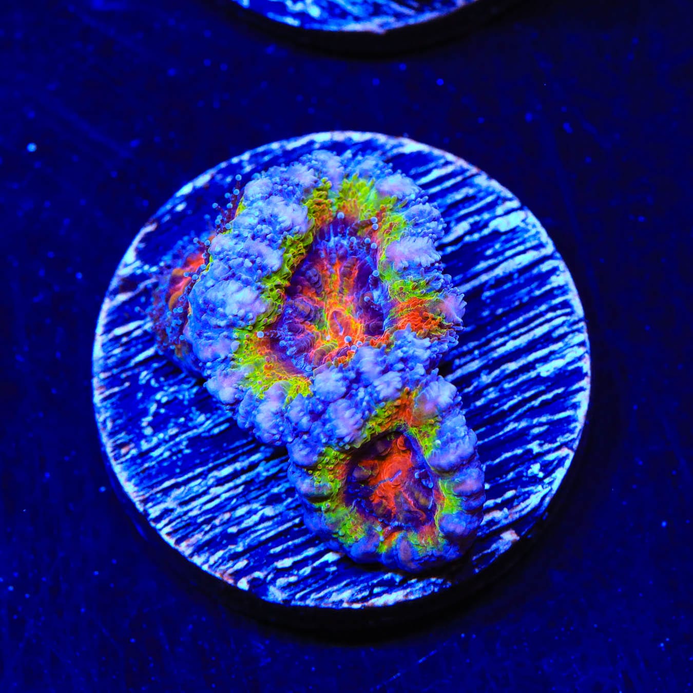Rainbow Acan Coral