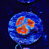 Rainbow Acan Coral