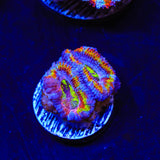 Rainbow Acan Coral
