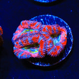 Rainbow Acan Coral