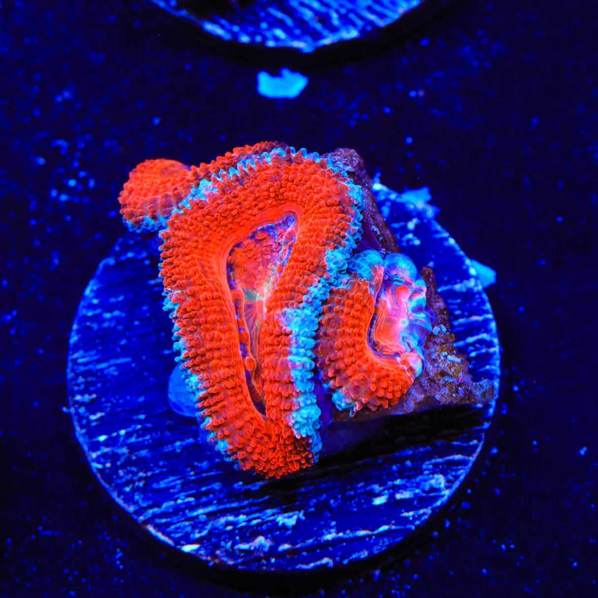 Rainbow Acan Coral