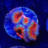 Rainbow Acan Coral