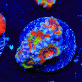 Rainbow Acan Coral