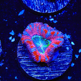 Rainbow Acan Coral