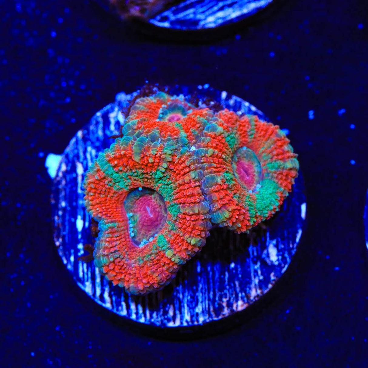 Rainbow Acan Coral