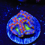 Rainbow Acan Coral