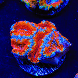 Rainbow Acan Coral