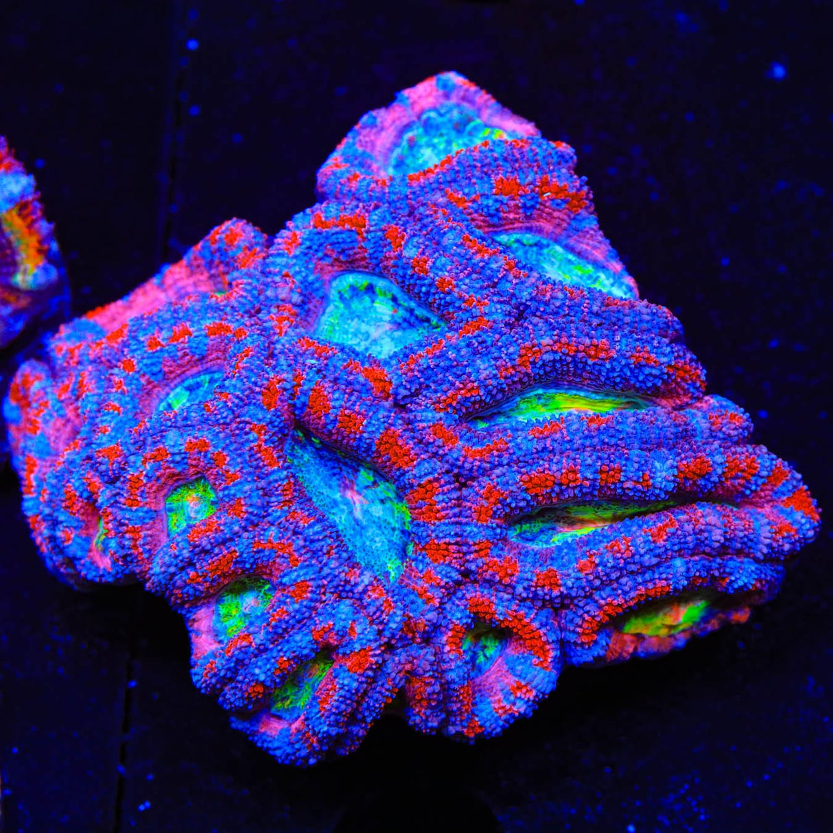 Rainbow Acan Coral
