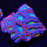 Rainbow Acan Coral