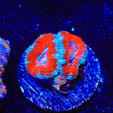 Rainbow Acan Coral