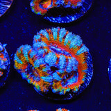 Rainbow Acan Coral