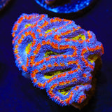Rainbow Acan Coral