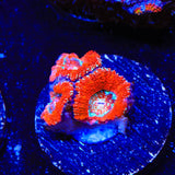 Rainbow Acan Coral