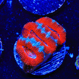 Rainbow Acan Coral