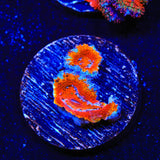 Rainbow Acan Coral