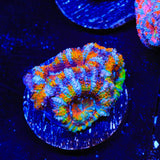 Rainbow Acan Coral
