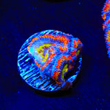 Rainbow Acan Coral